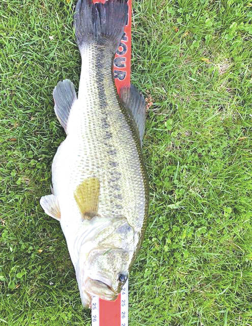 26 Inch Largemouth Bass Weight